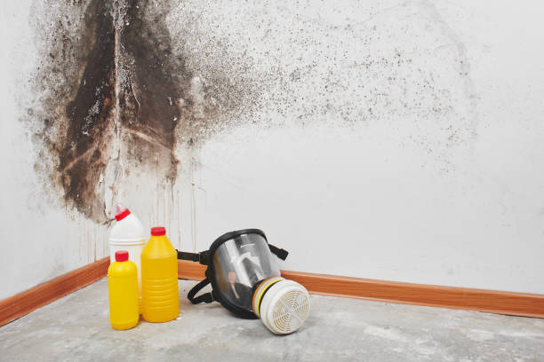 Best Certified Mold Removal  in Vaville, CA