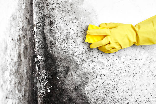 Best Best Mold Removal Companies  in Vaville, CA