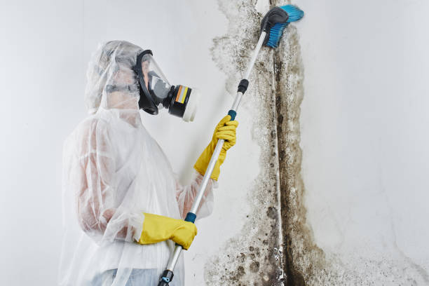 Best Mold Removal Company Near Me  in Vaville, CA