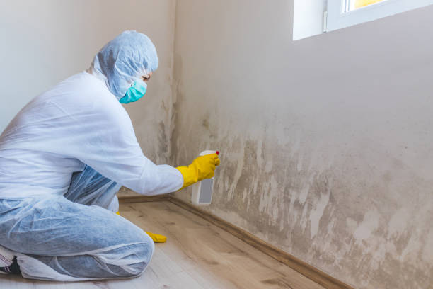 Best Attic Mold Removal  in Vaville, CA