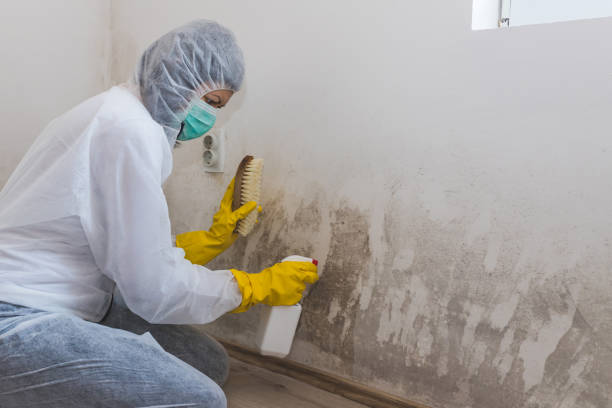 Best Affordable Mold Removal  in Vaville, CA