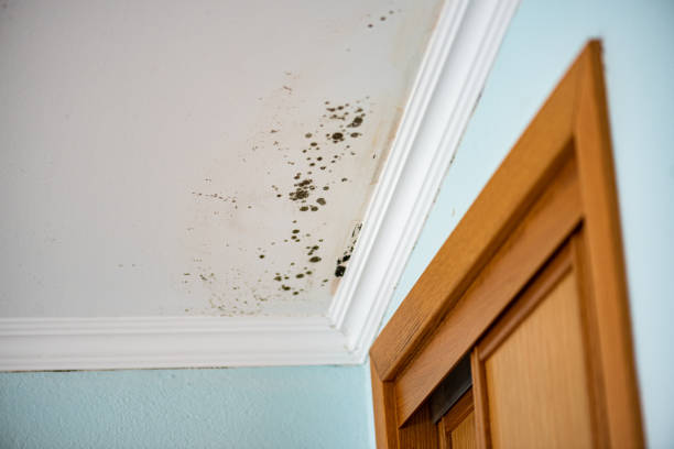 Best Mold Remediation  in Vaville, CA