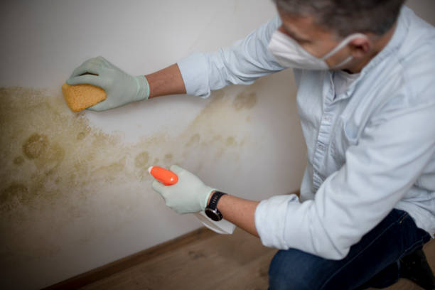 Best Mold Remediation Services  in Vaville, CA