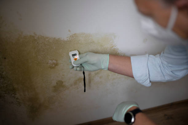 Best Best Mold Removal Companies  in Vaville, CA