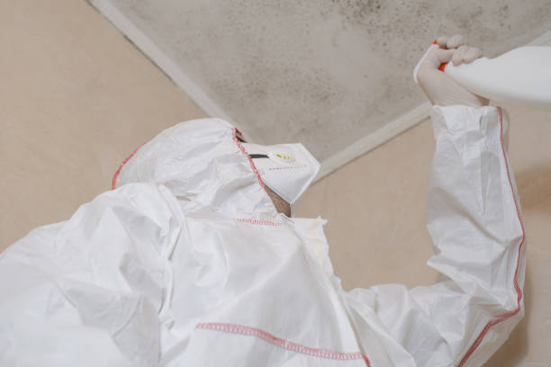 Best Commercial Mold Removal  in Vaville, CA