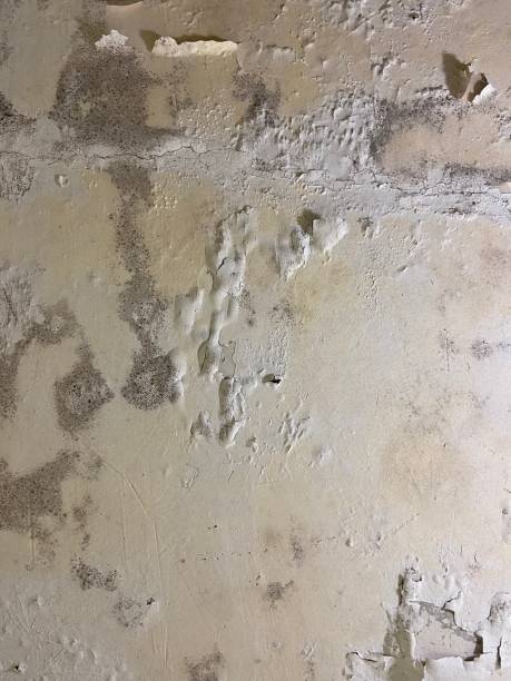 Best Home Mold Removal  in Vaville, CA