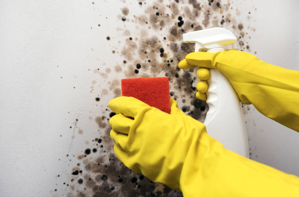 Certified Mold Removal in Vacaville, CA