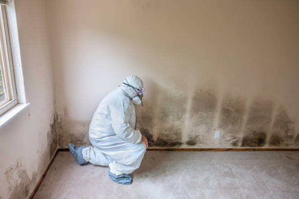 Best Mold Cleaning Services  in Vaville, CA