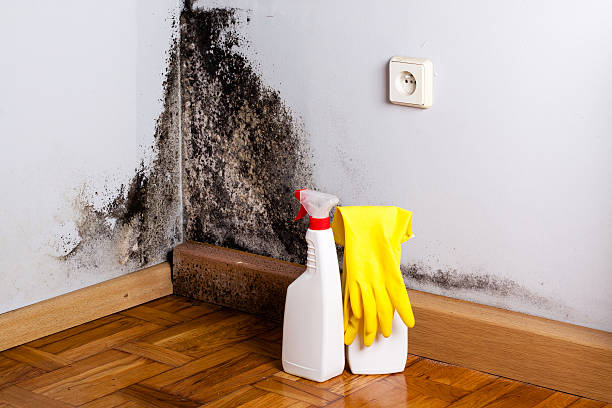 Best Mold Remediation  in Vaville, CA
