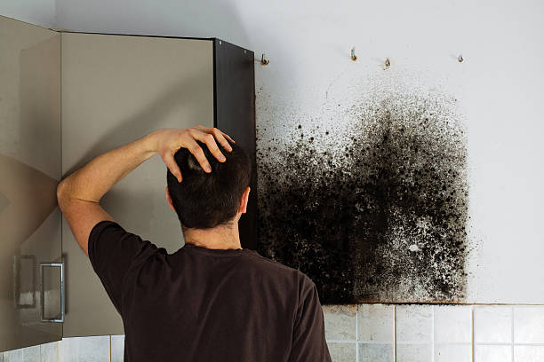 Best Mold Testing  in Vaville, CA