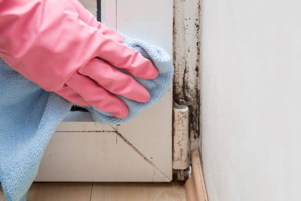 Best Mold Damage Repair  in Vaville, CA