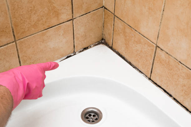 Professional Mold Removal in Vacaville, CA